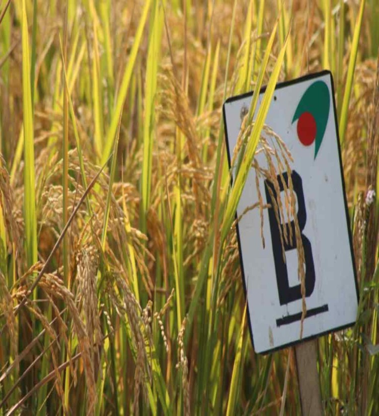 INTEGRATED FARMING DONGGI & CEPU